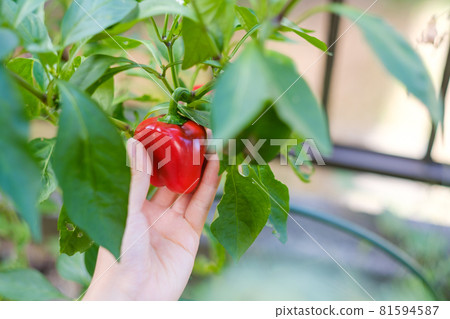 Hands of a woman with red paprika in the vegetable garden Hands of a woman with red paprika in the vegetable garden 81594587