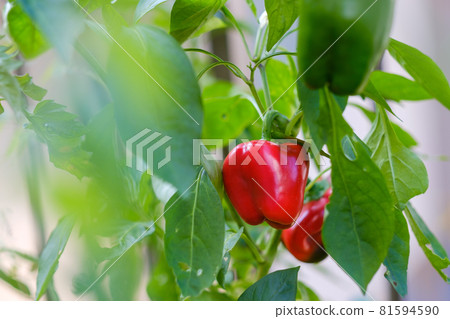 菜園裡的紅辣椒 菜園裡的紅辣椒 81594590