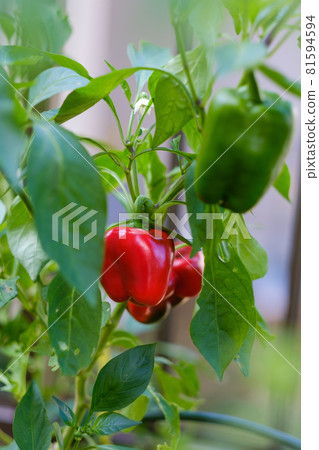 菜園裡的紅辣椒 81594594