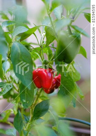 菜園裡的紅辣椒 81594595