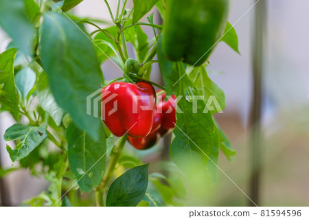 菜園裡的紅辣椒 81594596