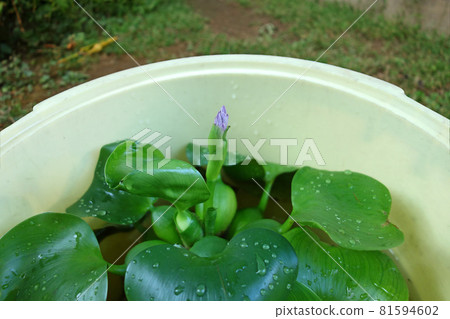 Water hyacinth bud Water hyacinth bud 81594602
