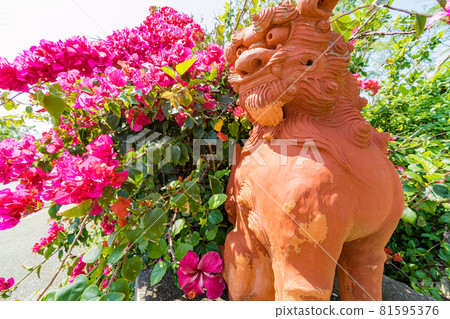 沖繩縣、宮古島、久馬島的紫羅蘭和九重葛 沖繩縣、宮古島、久馬島的紫羅蘭和九重葛 81595376
