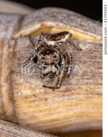 Adult Male Jumping Spider 81595603