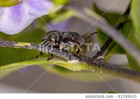 Stink bug nymph 81595610