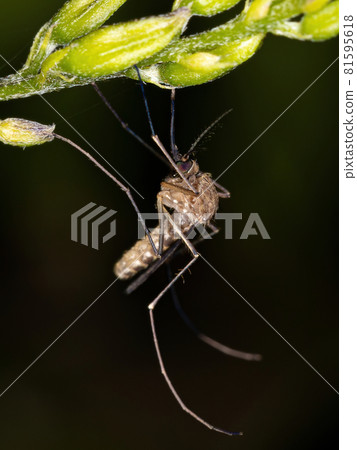 Adult Culicine Mosquito Adult Culicine Mosquito 81595618