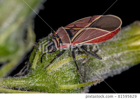 Adult White-crossed Seed Bug Adult White-crossed Seed Bug 81595629