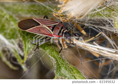 Adult White-crossed Seed Bug Adult White-crossed Seed Bug 81595632