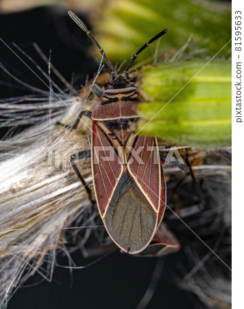 Adult White-crossed Seed Bug Adult White-crossed Seed Bug 81595633