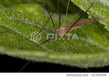 Typical Crane Fly Typical Crane Fly 81595636