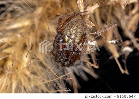 Adult Classic Orbweaver 81595647