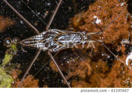 Adult Striped Pond Skater 81595667