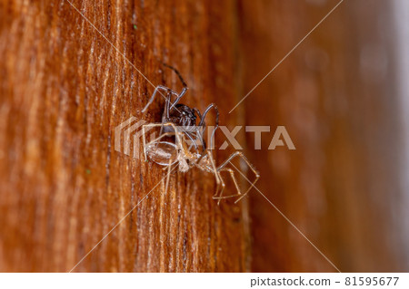 Small Brown Spitting Spider Small Brown Spitting Spider 81595677