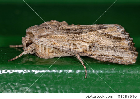 Adult Gray-streaked Armyworm Moth Adult Gray-streaked Armyworm Moth 81595680