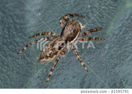 Small Male Gray Wall Jumping Spider 81595791