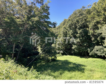 所澤山口夏天的龍貓之森No.39的風景。 所澤山口夏天的龍貓之森No.39的風景。 81595874