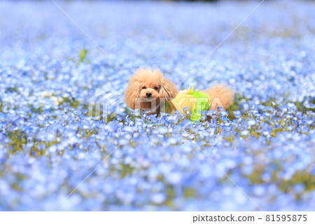Nemophila and dog 1 Nemophila and dog 1 81595875