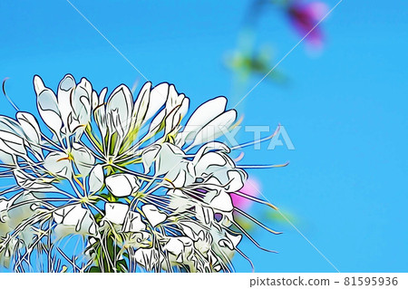 Pastel-like "Cleome flower" illustration image Pastel-like "Cleome flower" illustration image 81595936
