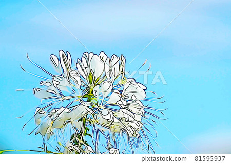 Pastel-like "Cleome flower" illustration image Pastel-like "Cleome flower" illustration image 81595937