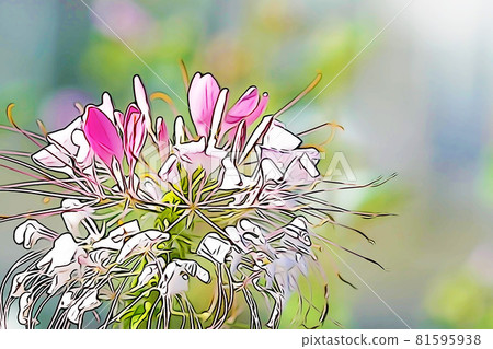 粉彩般的“Cleome 花”插圖圖像 粉彩般的“Cleome 花”插圖圖像 81595938