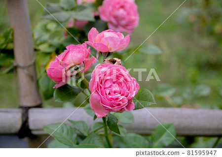 大自然中的玫瑰 大自然中的玫瑰 81595947