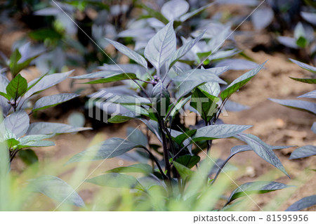 Chili Pepper Seedlings 81595956