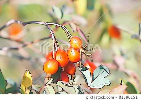 柔和的風格“玫瑰果”羅莎 Lubrifolia 水果“插圖圖像 81596151