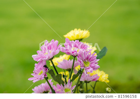 Offering flowers 81596158