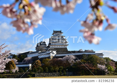 Himeji City, Hyogo Prefecture, Japan Himeji Castle, a World Heritage Site and a national treasure, spring cherry blossoms, blue sky and a magnificent castle tower 81596238