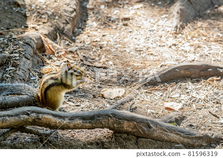 brown Siberian chipmunk with black stripes 81596319
