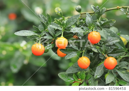 雨天五顏六色的冬日珊瑚果 81596458