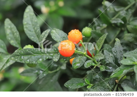 雨天五顏六色的冬日珊瑚果 81596459