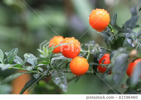 Colorful winter coral fruit on a rainy day Colorful winter coral fruit on a rainy day 81596460