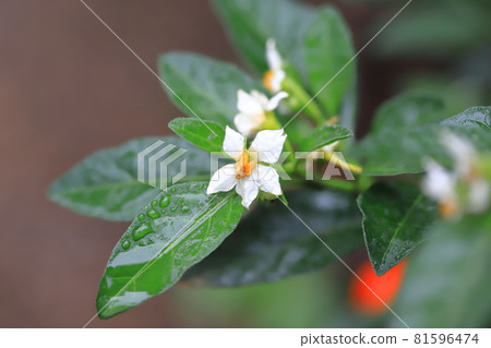 五顏六色的冬天珊瑚花和果子在一個下雨天 五顏六色的冬天珊瑚花和果子在一個下雨天 81596474
