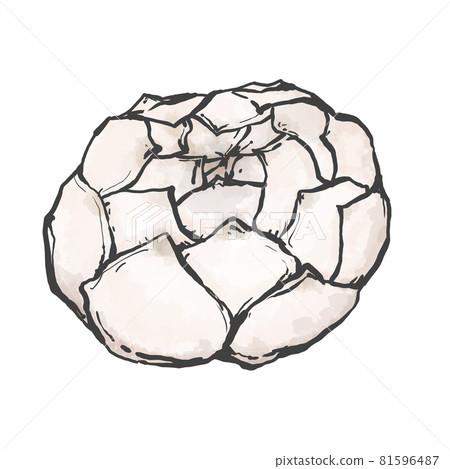 日式百合根手繪插畫 日式百合根手繪插畫 81596487