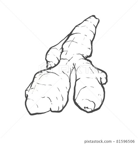 Japanese style hand-drawn line drawing illustration of ginger Japanese style hand-drawn line drawing illustration of ginger 81596506