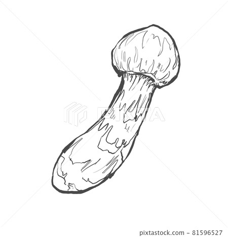 松茸蘑菇的日式手繪線描插圖 松茸蘑菇的日式手繪線描插圖 81596527