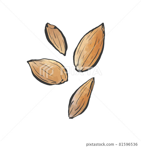 日式杏仁手繪插畫 日式杏仁手繪插畫 81596536