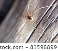 Daddy long legs spider sitting on the wooden floor 81596899
