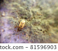 Small yellow bug sitting on the rock 81596903