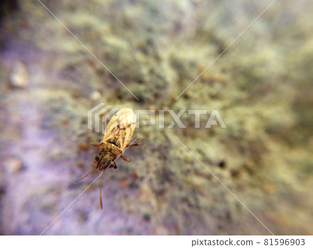 Small yellow bug sitting on the rock 81596903