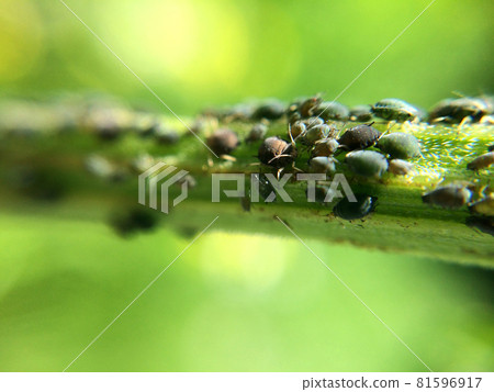 Black aphid on the grass or stem. Family of aphis damaging garden 81596917