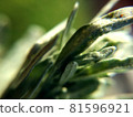 Background with green pine needles or grass 81596921