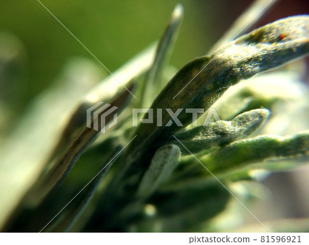 Background with green pine needles or grass Background with green pine needles or grass 81596921