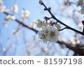 三朵梅花。 81597198