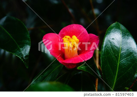 A camellia flower floating in the dark. A camellia flower floating in the dark. 81597403