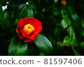 黑暗和山茶花。 81597406
