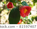 山茶花。 81597407