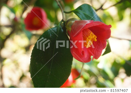 山茶花。 81597407