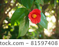 山茶花。 81597408